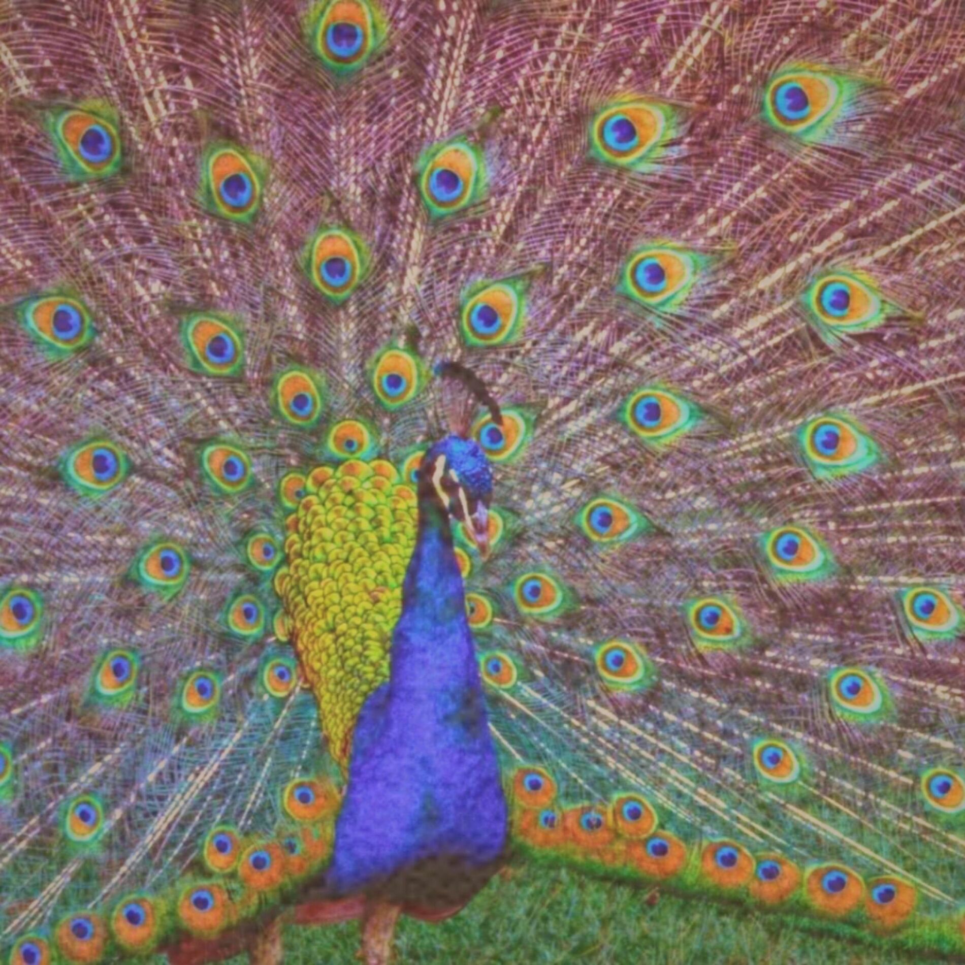 Album cover of Glory of Freedom