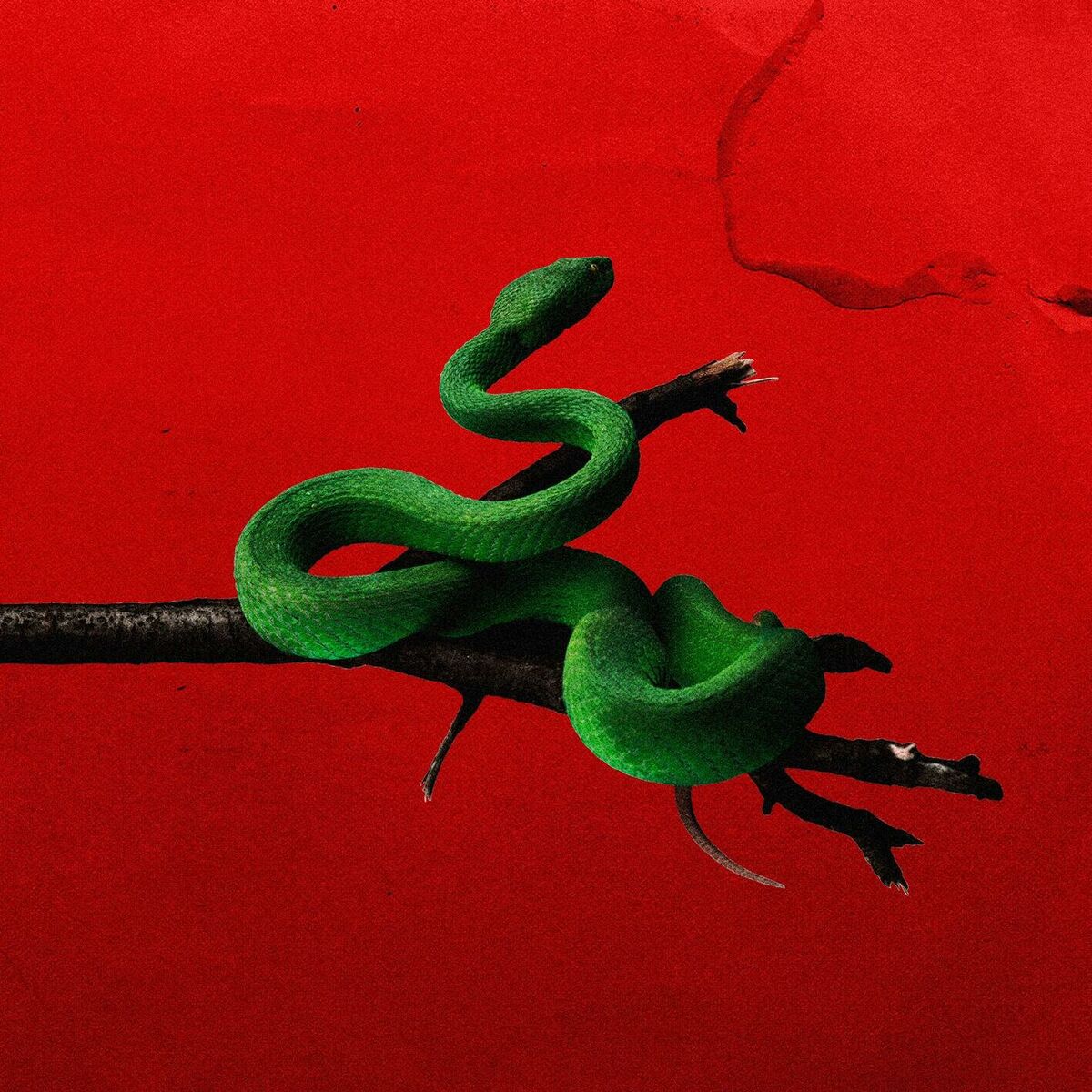 Album cover of Ninho de Cobra (feat. TcheloBeats)
