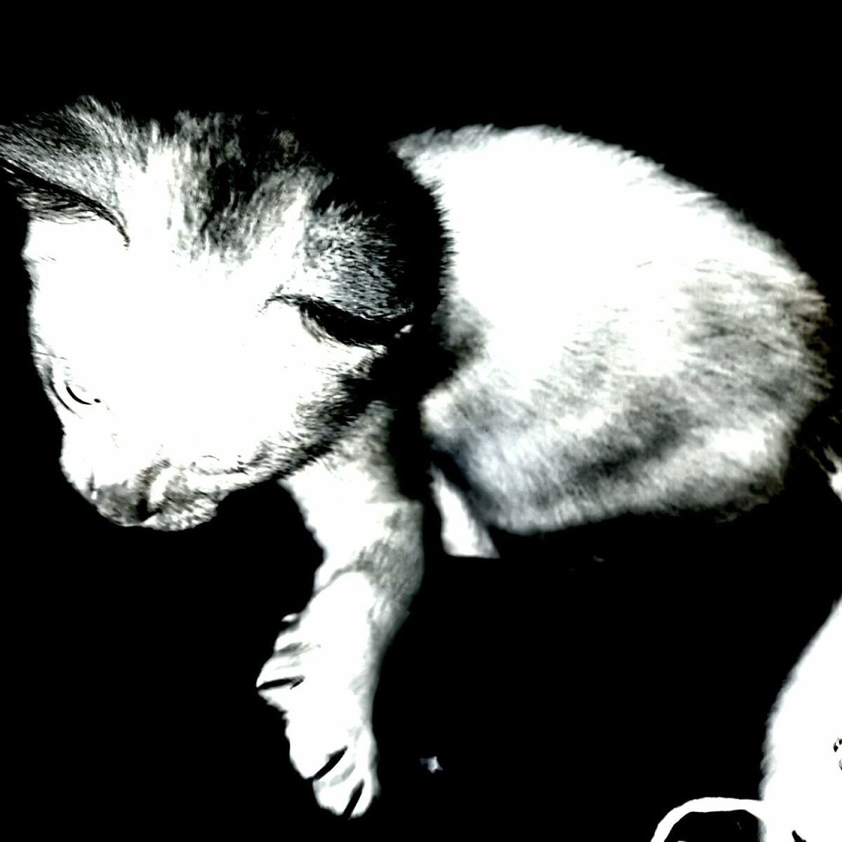 Album cover of noir