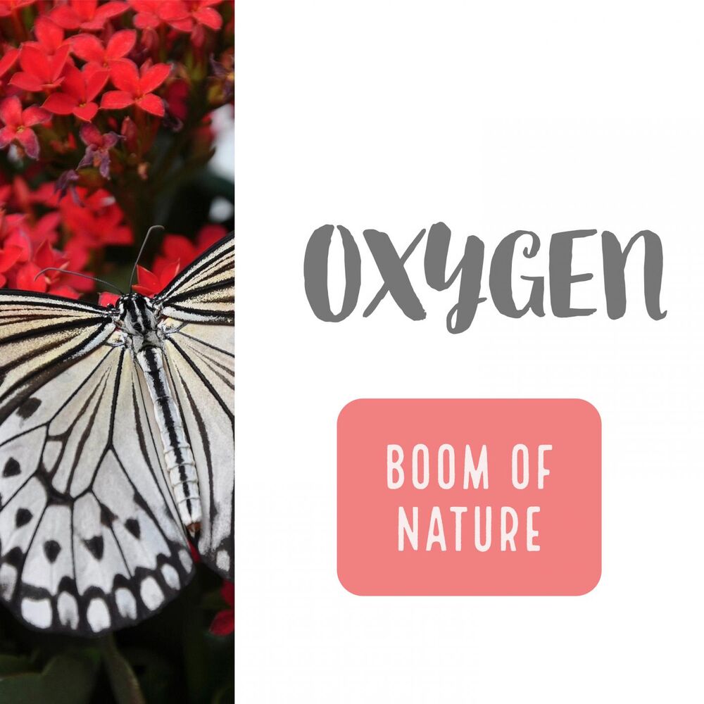 Picture of Boom of Nature