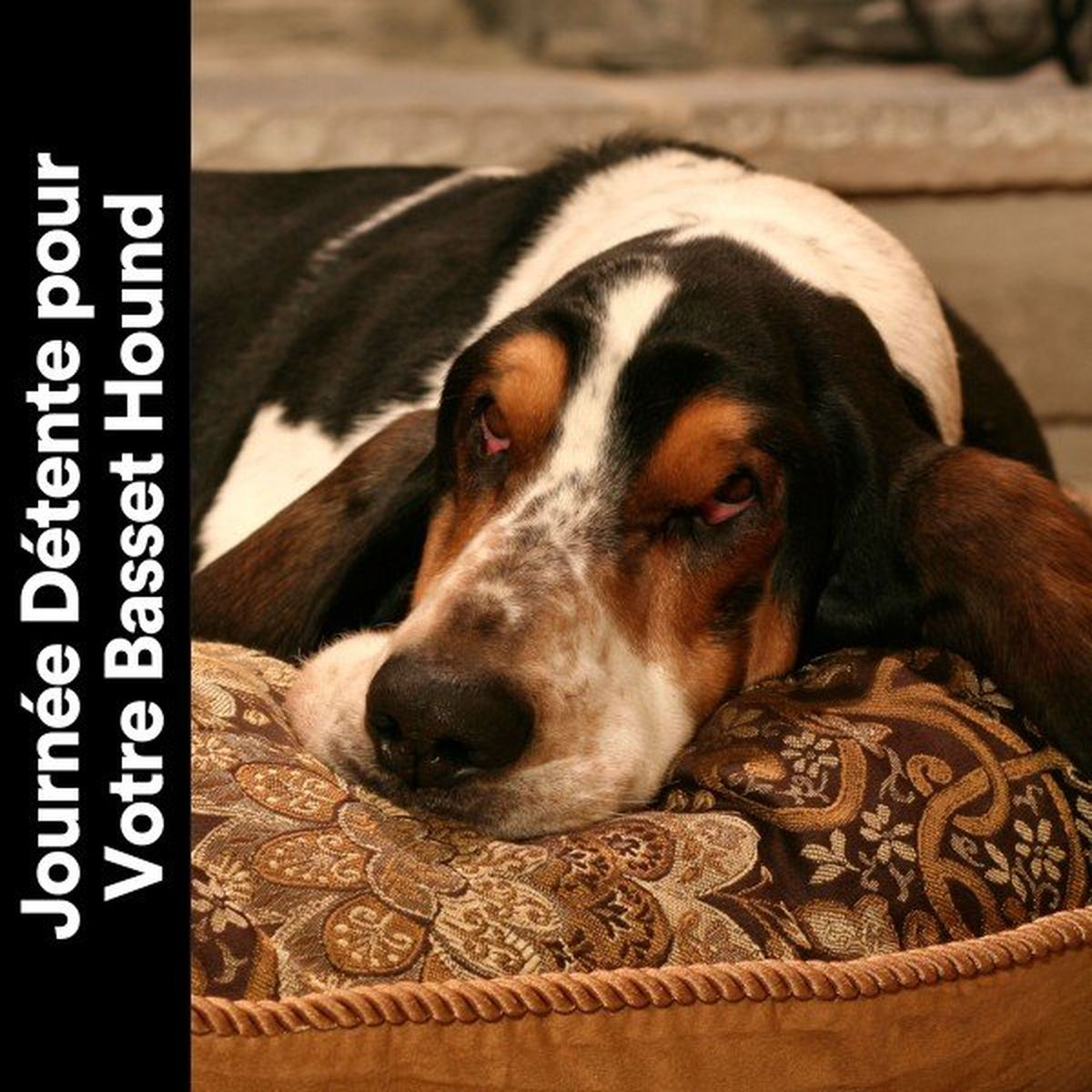 Album cover of Journée Détente pour Votre Basset Hound
