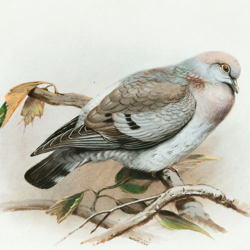 Pigeon Feet