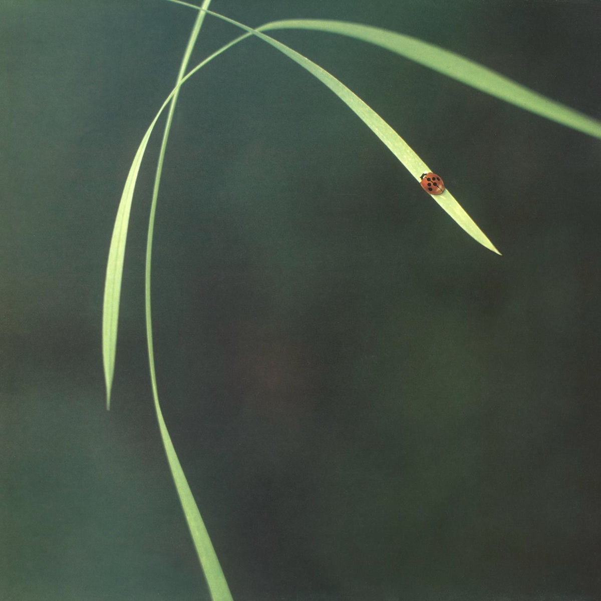 Album cover of Out (In Essence)