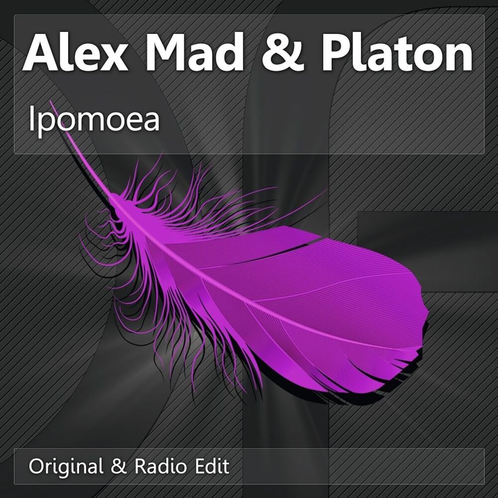 Picture of Ipomoea