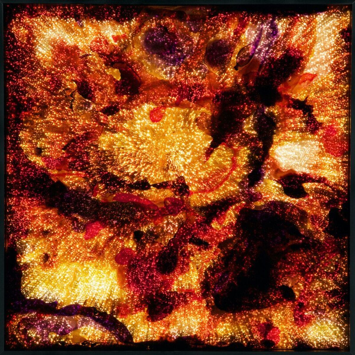 Album cover of Phoenix LP