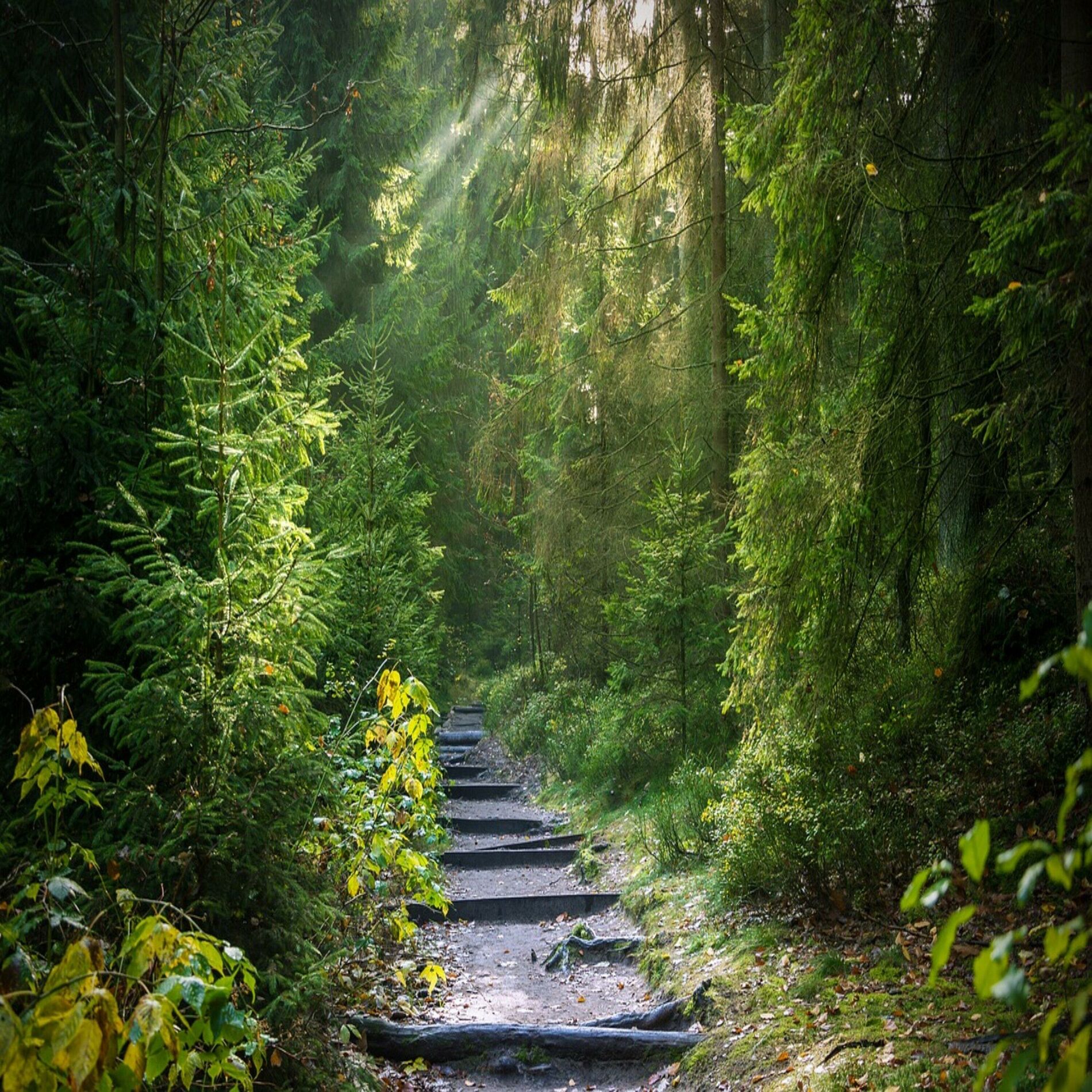 Album cover of Wald, Natur und Vogelgeräusche zum Einschlafen