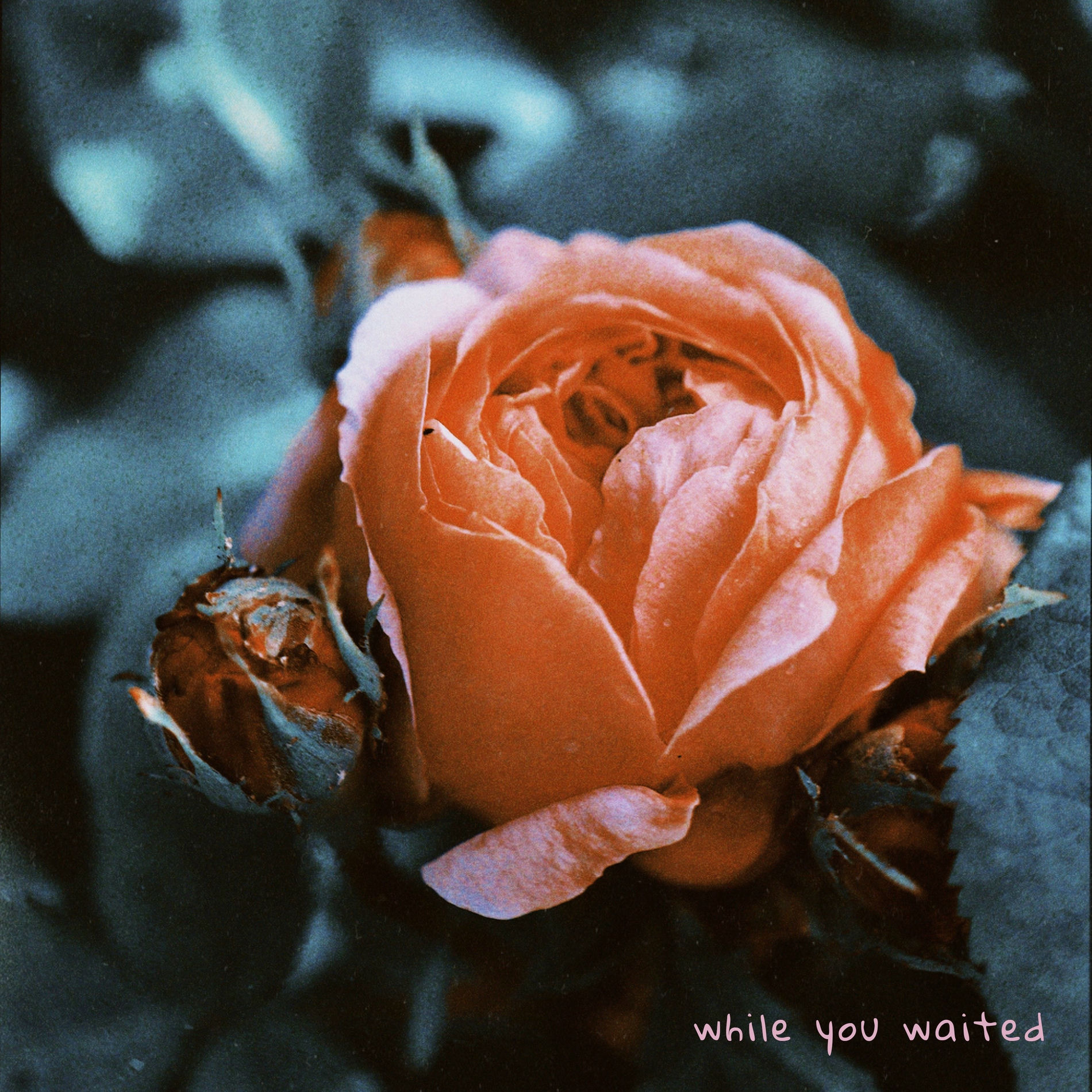 Album cover of While You Waited