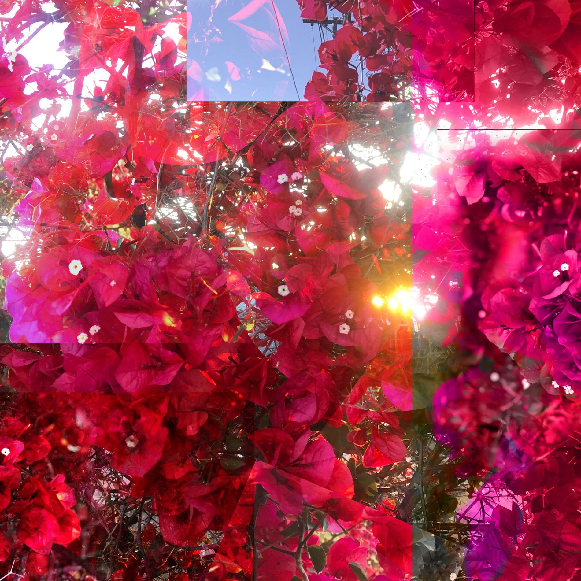Album cover of Bougainvillea