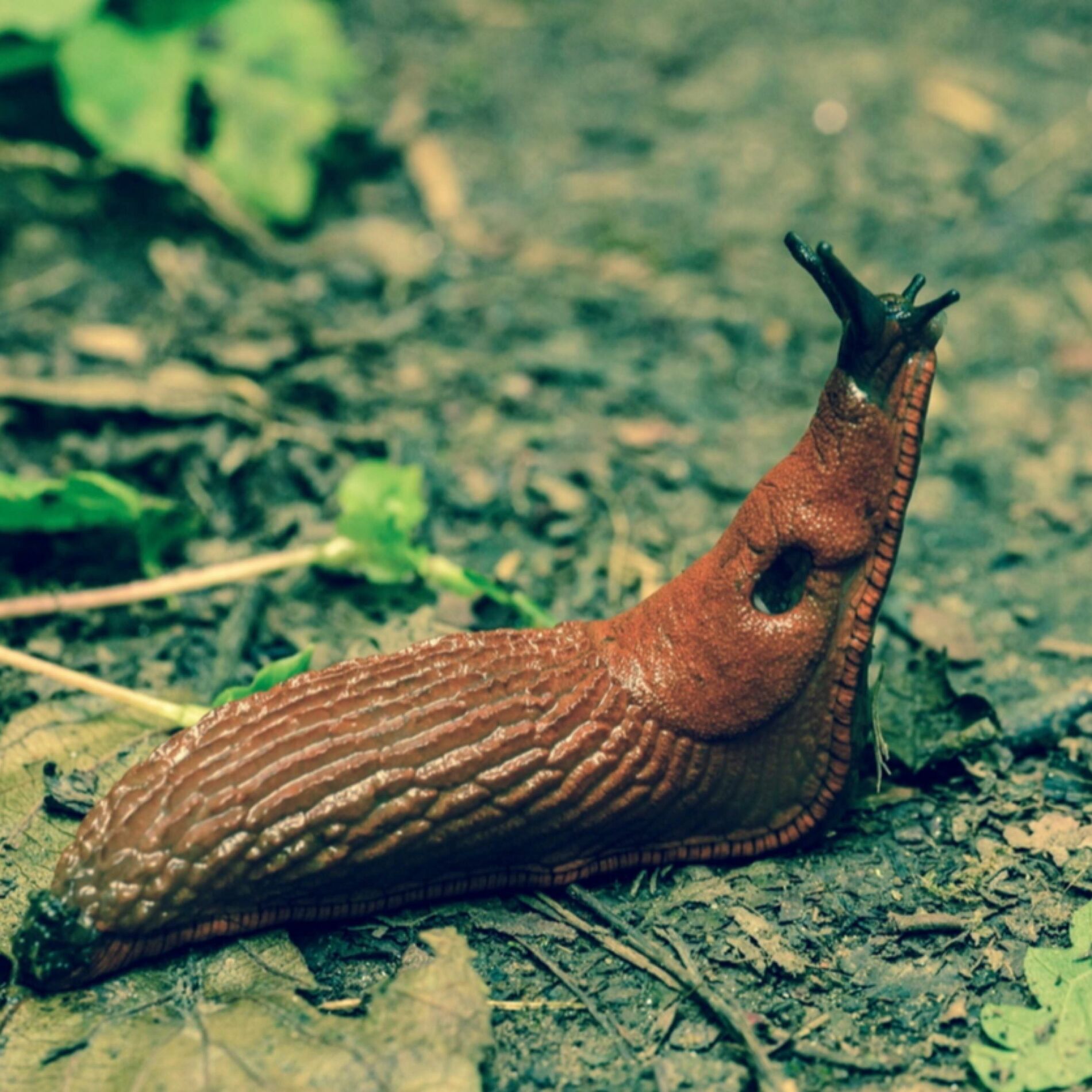 Album cover of Dry Slug (feat. Sped Up Songs + Nightcore)