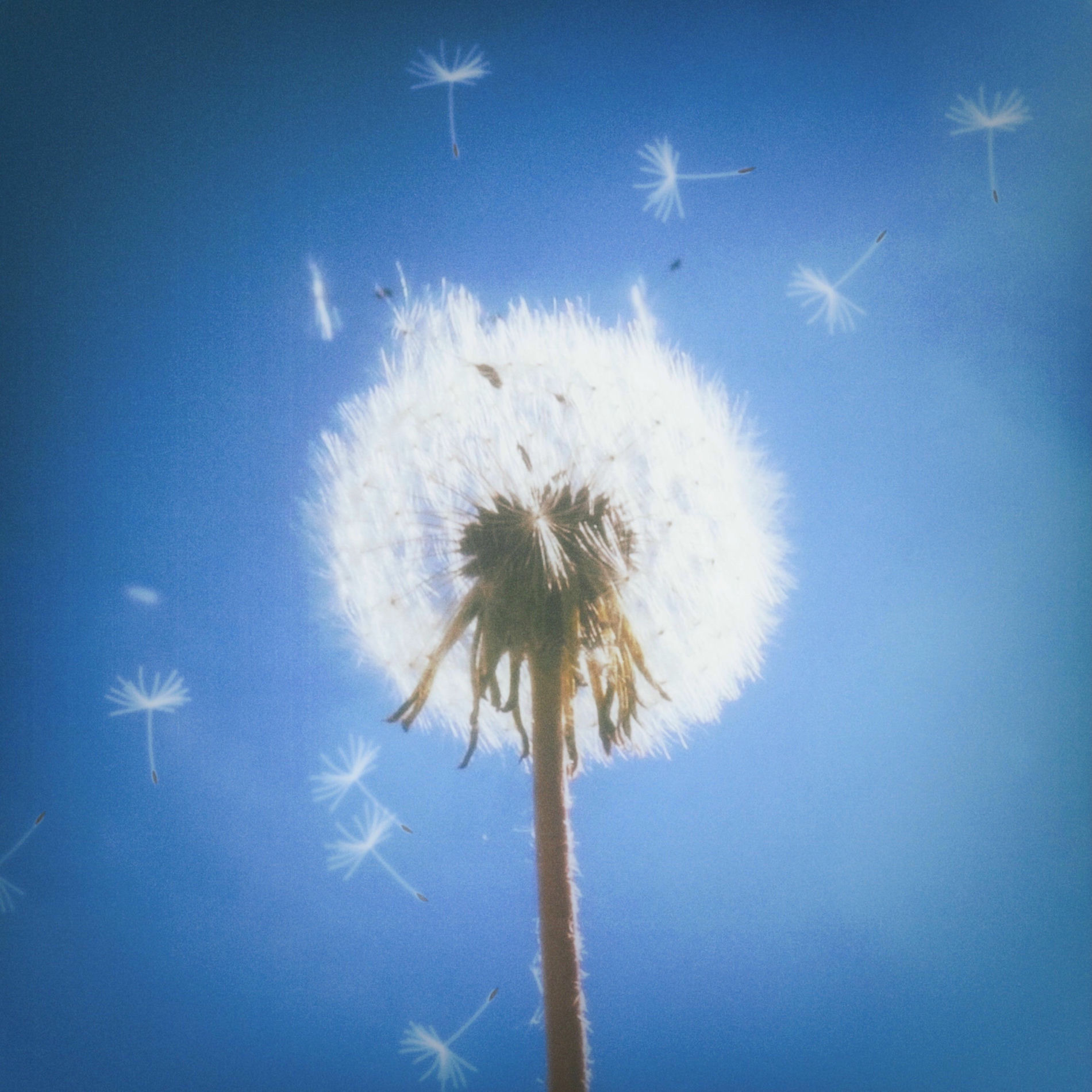 Album cover of Dandelion Dreams