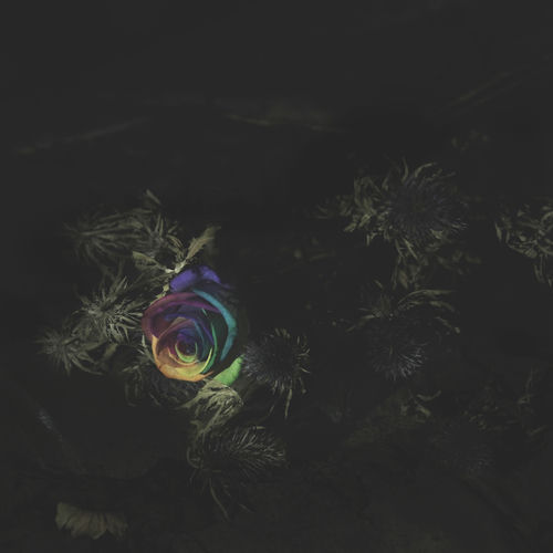 Anna (Flowers Won’t Grow) sleeve