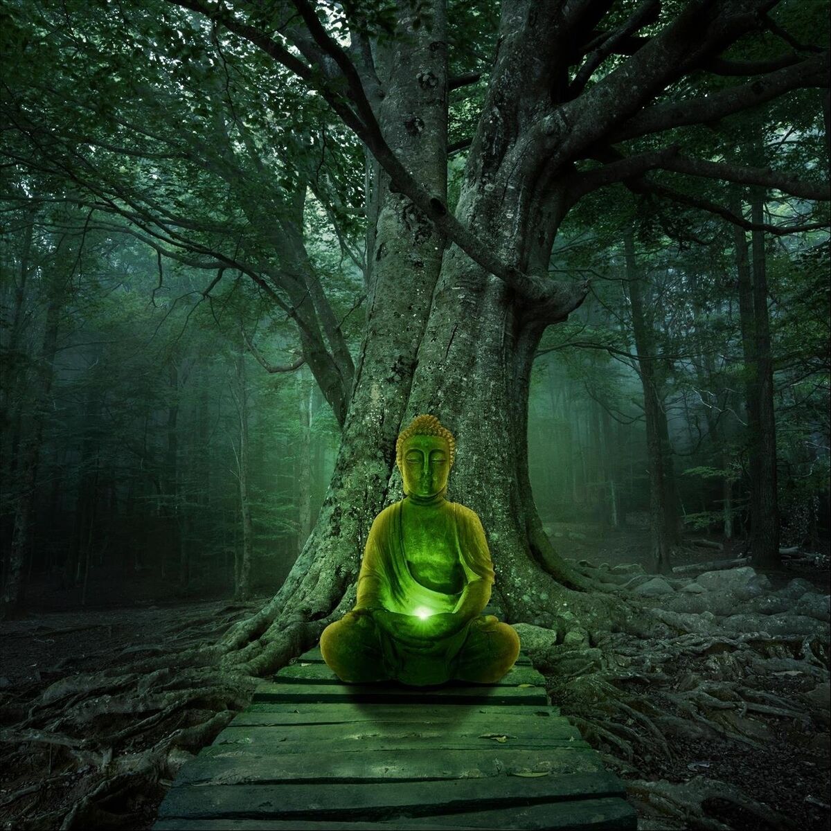 Album cover of Meditation Forest