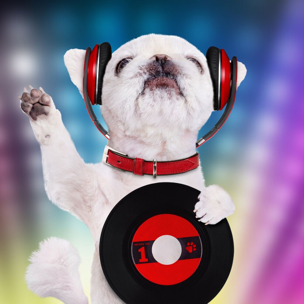Picture of Ambient Music Bliss: Tranquil Pet Companionship