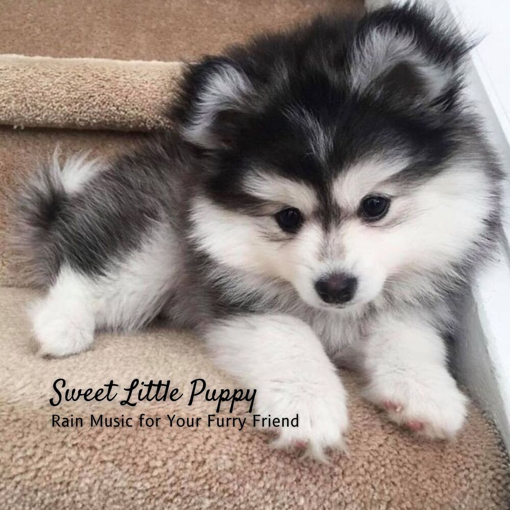 Picture of Sweet Little Puppy: Rain Music for Your Furry Friend