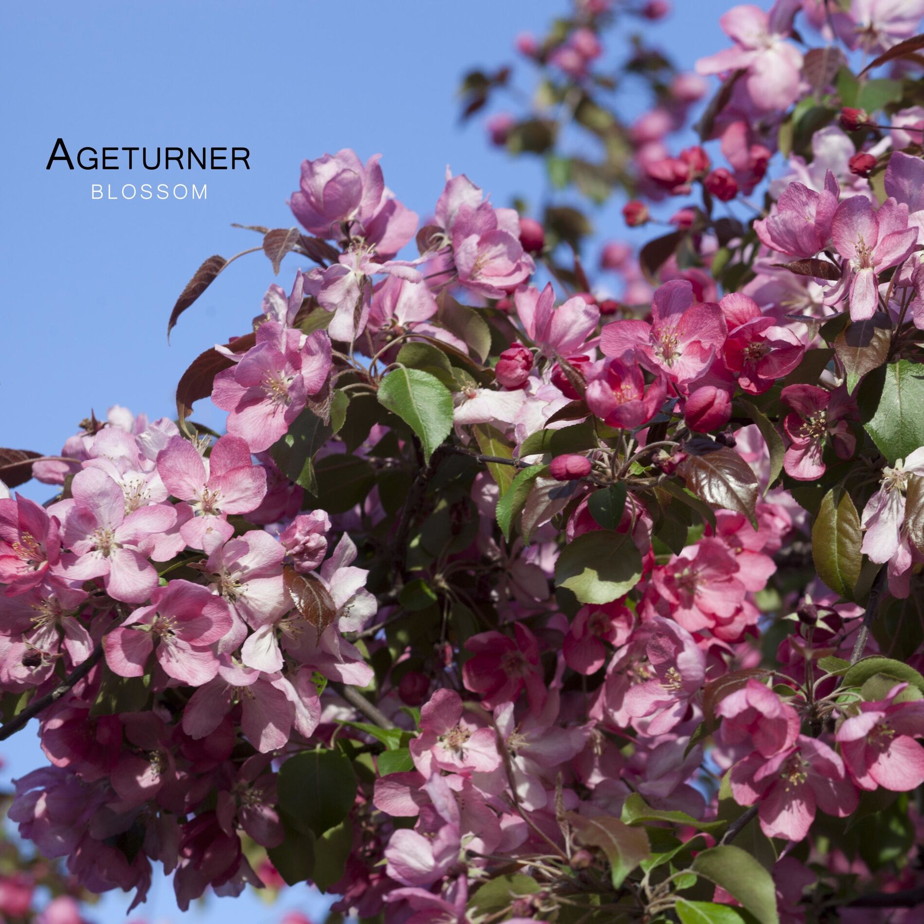 Album cover of Blossom