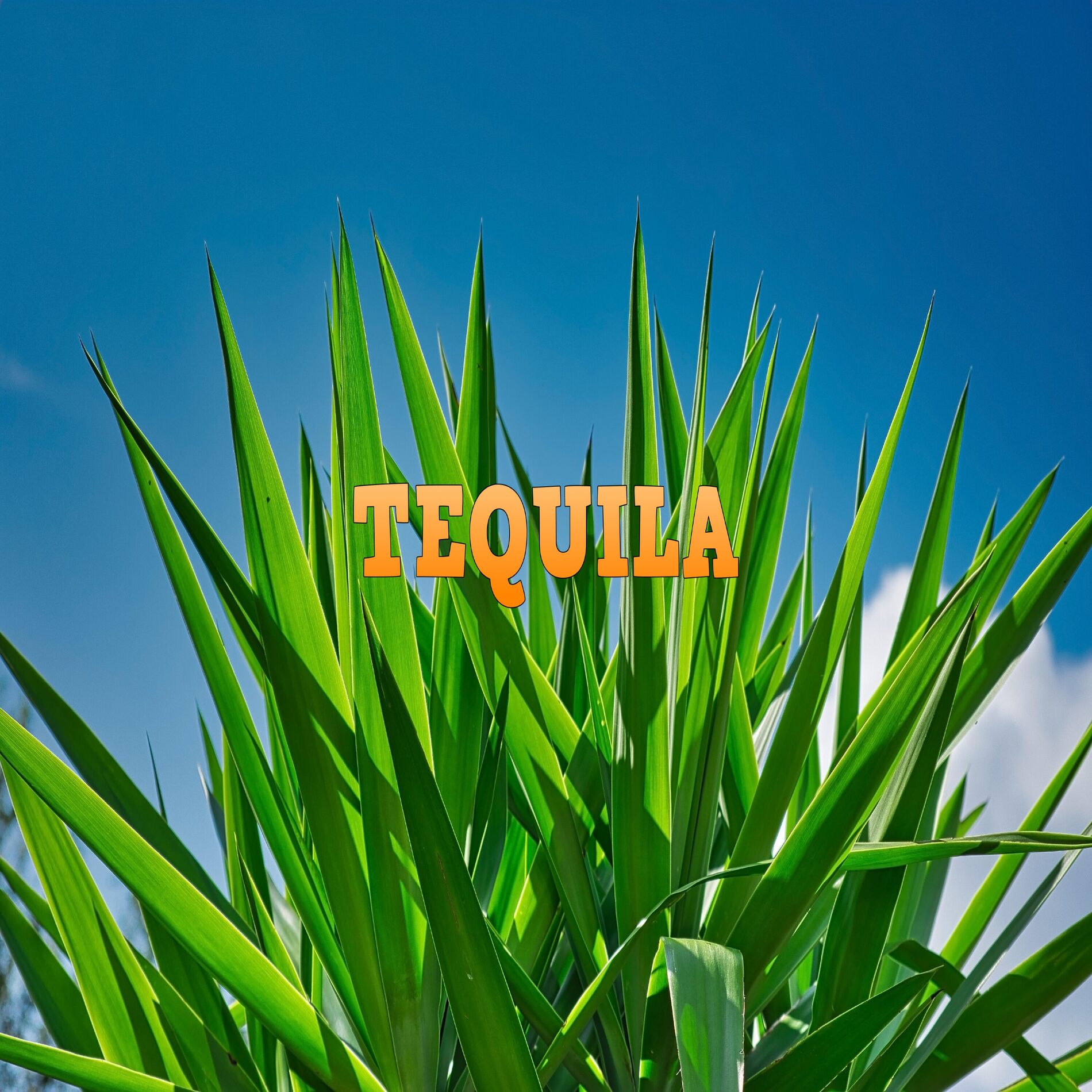 Album cover of Tequila