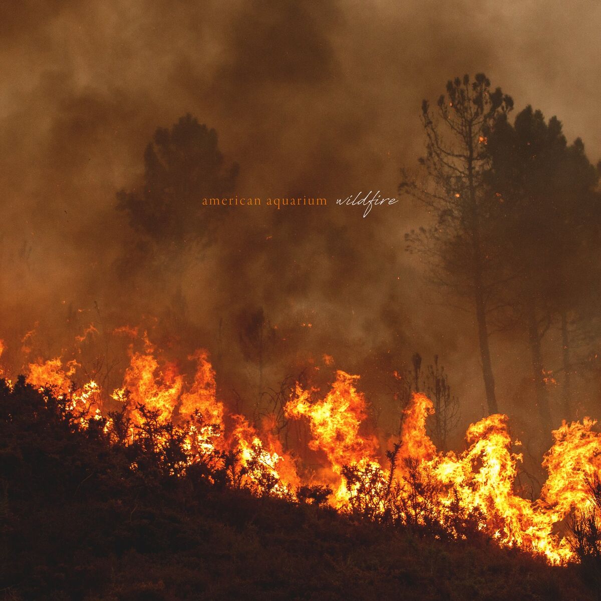 Album cover of Wildfire