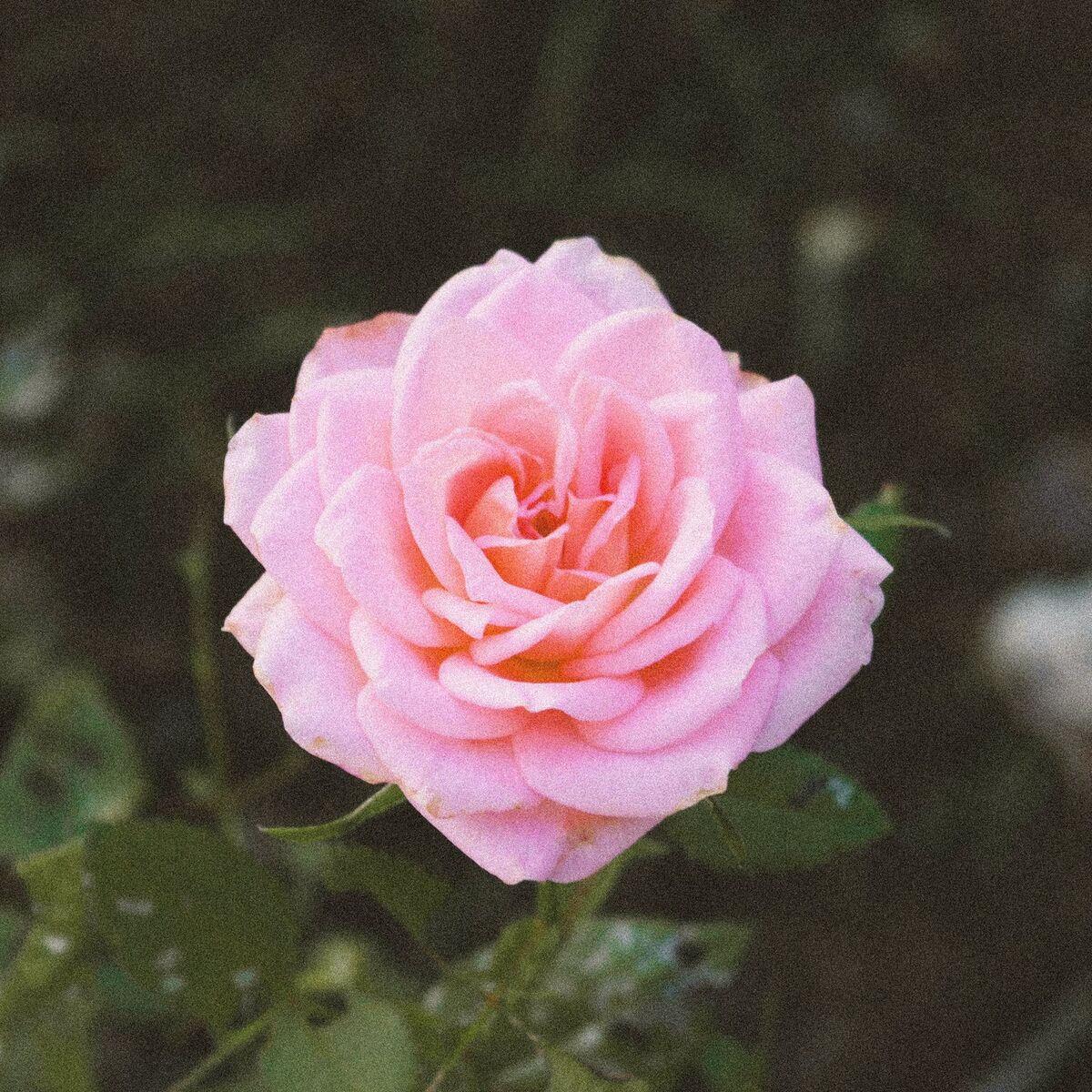 Album cover of Blossom