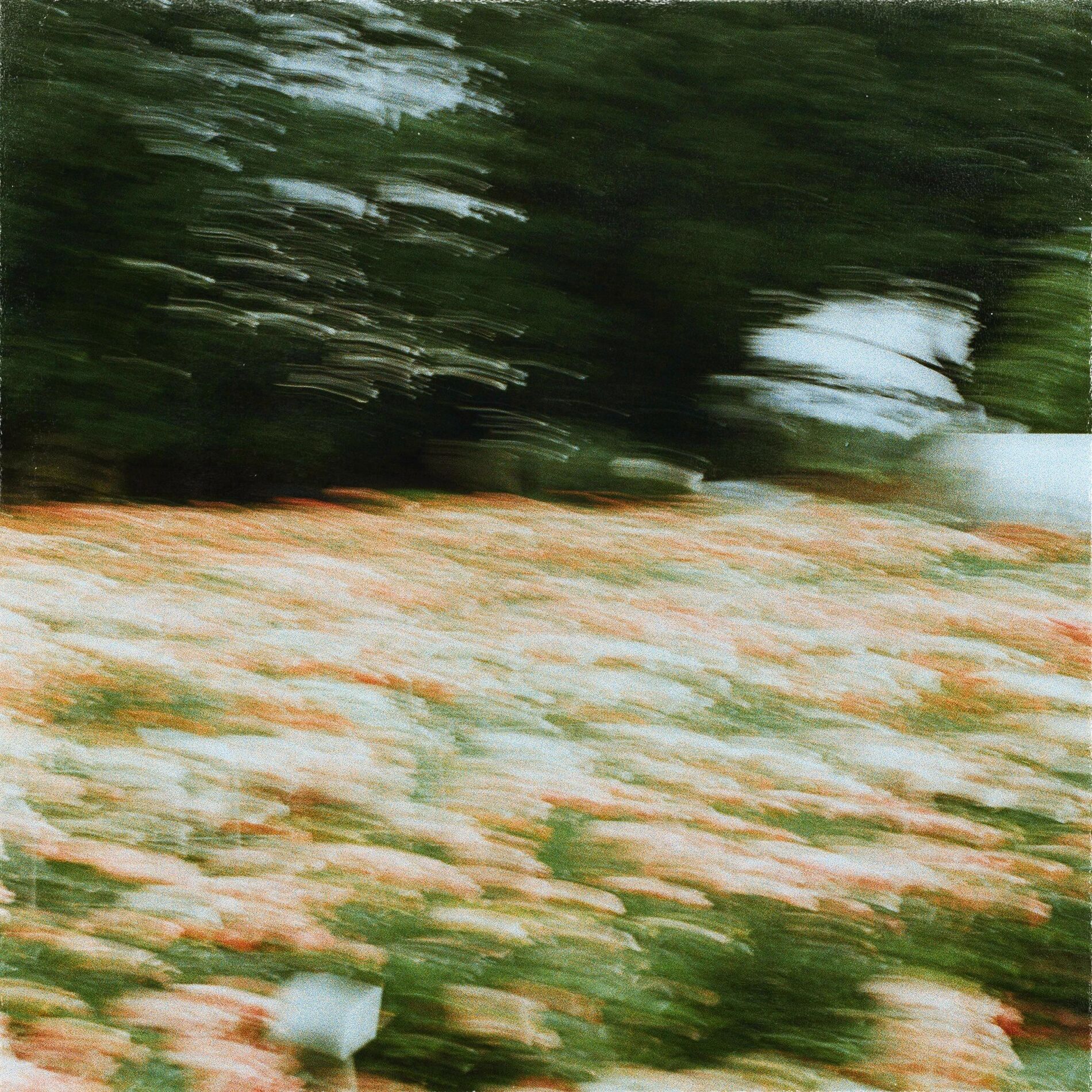 Album cover of Changing Forest