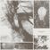 Growth Ring