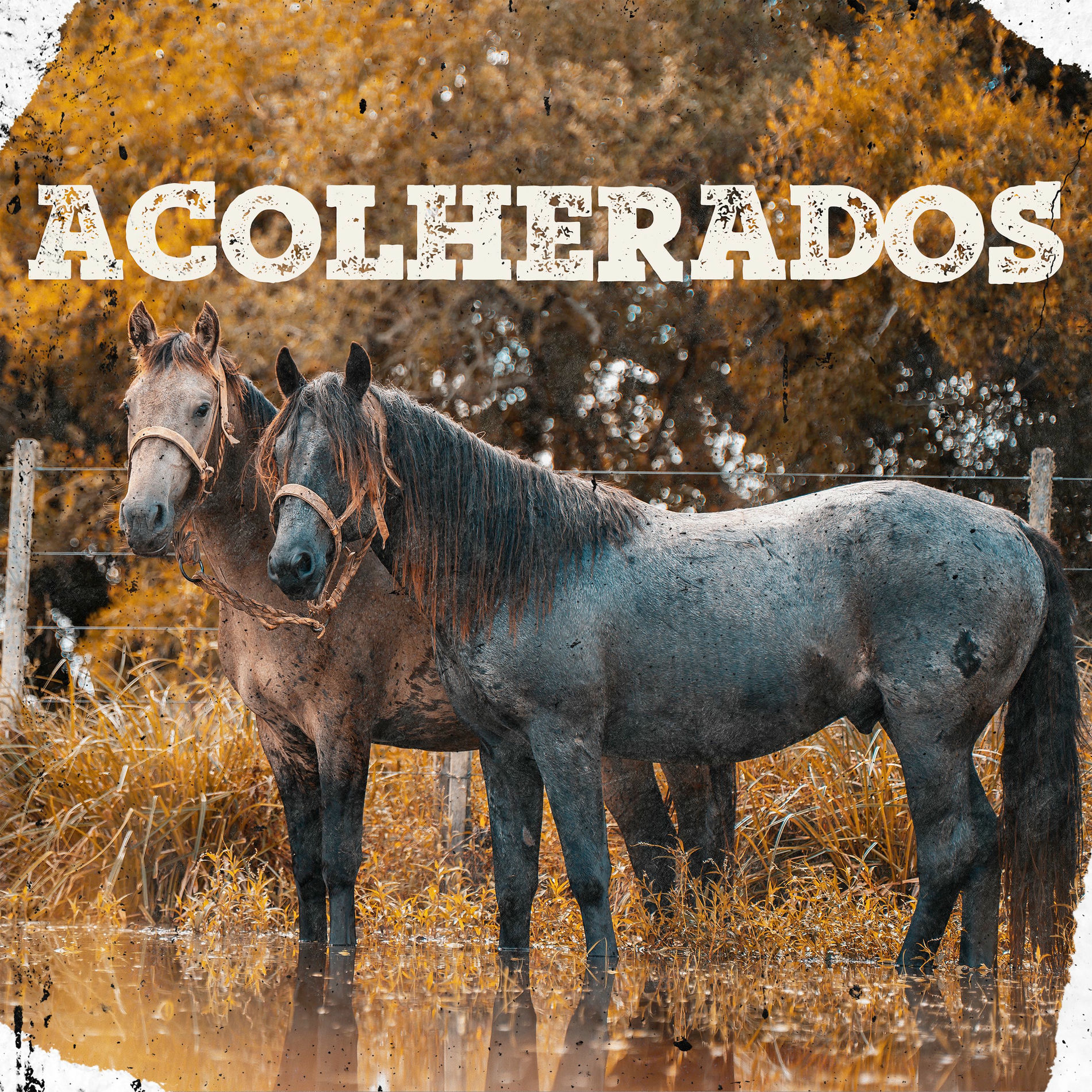 Album cover of Acolherados