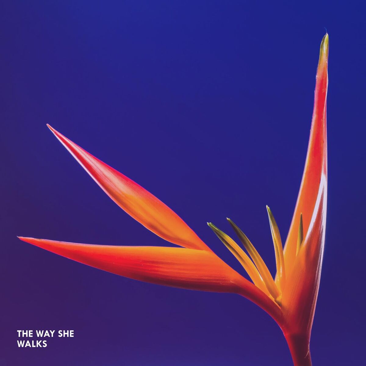 Album cover of The Way She Walks