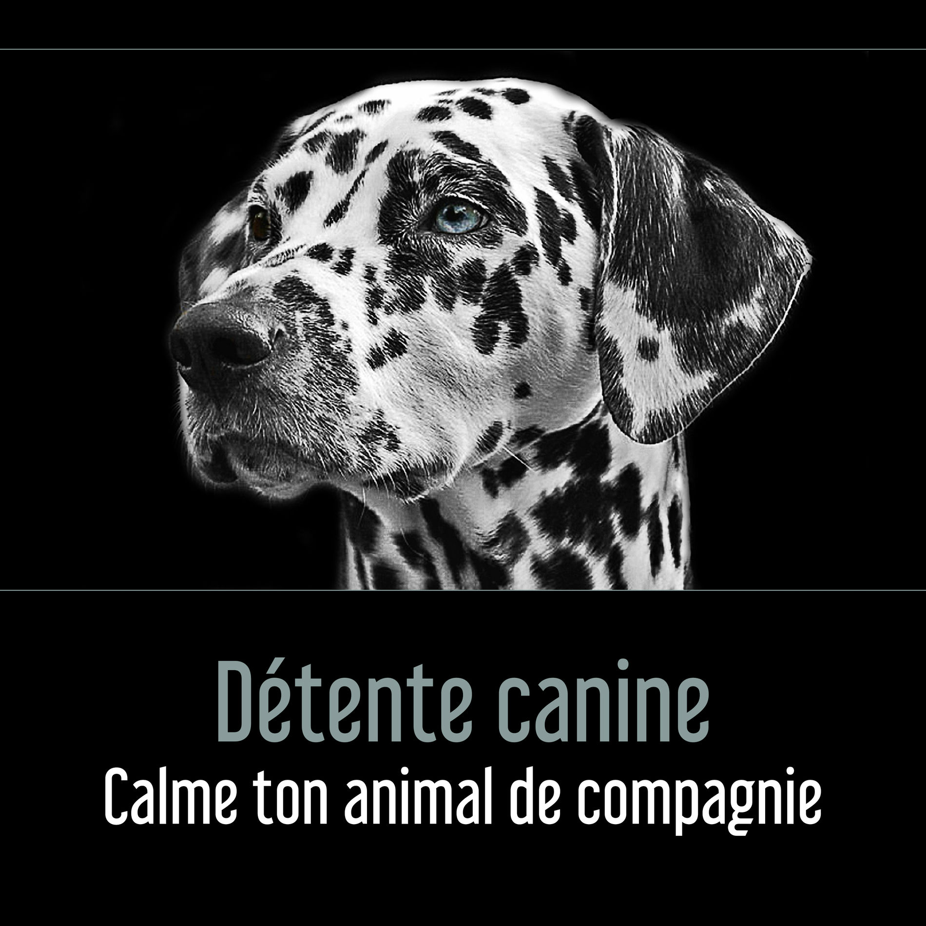 Album cover of Détente canine - Calme ton animal de compagnie, L’armonie et la paix, Musicothérapie pour les chiens et les chats