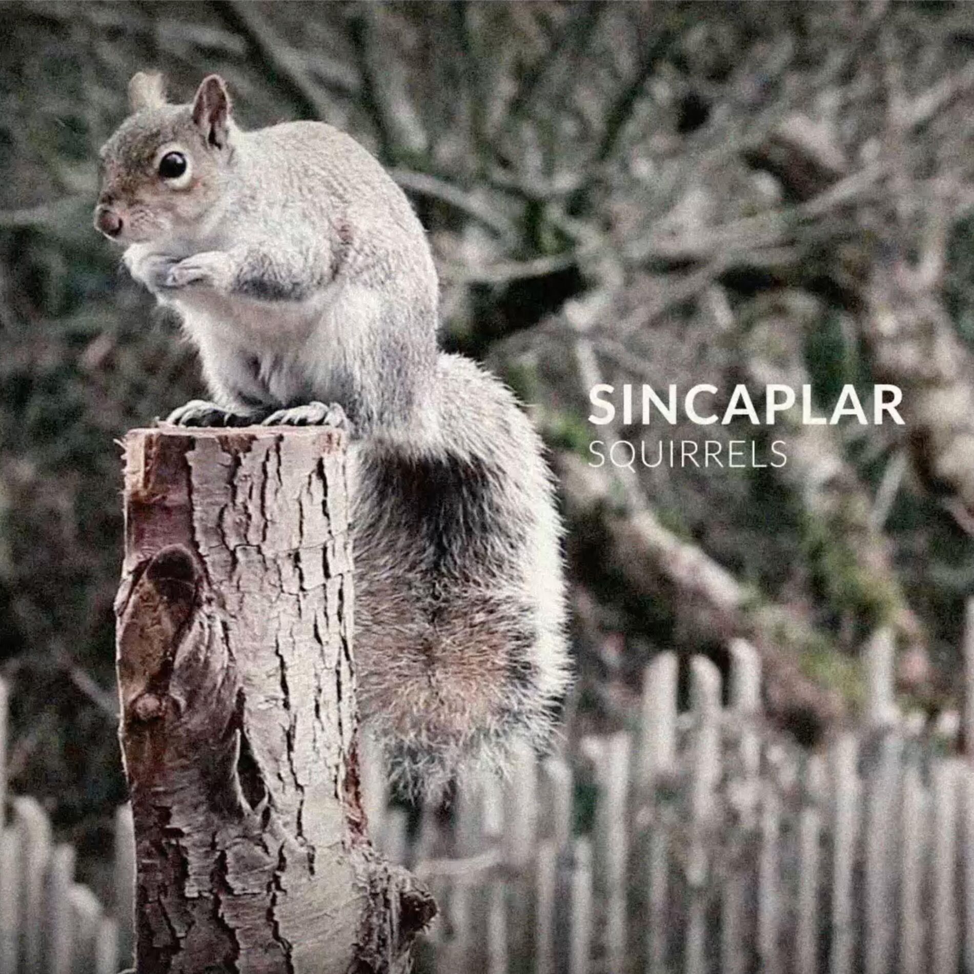 Album cover of Squirrels (feat. Berten D'HOLLANDER & Herman BEEFTINK)