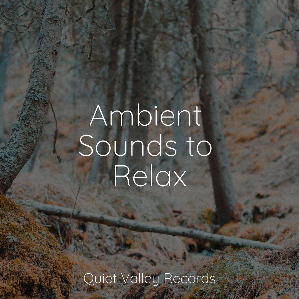 Picture of Ambient Sounds to Relax