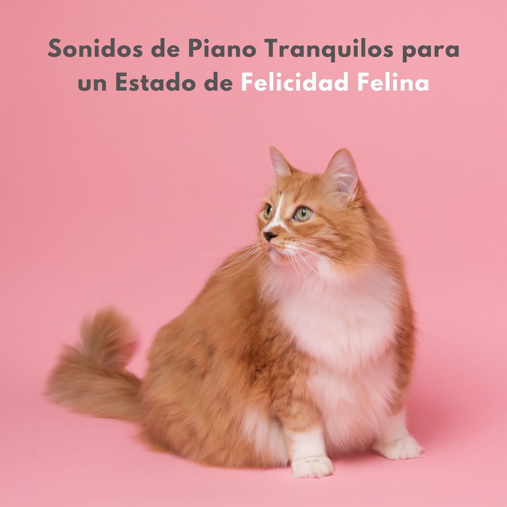 Picture of Sonidos De Piano Tranquilos Para Un Estado De Felicidad Felina