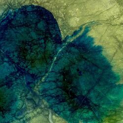 Cover of Between the Sea and the Sky