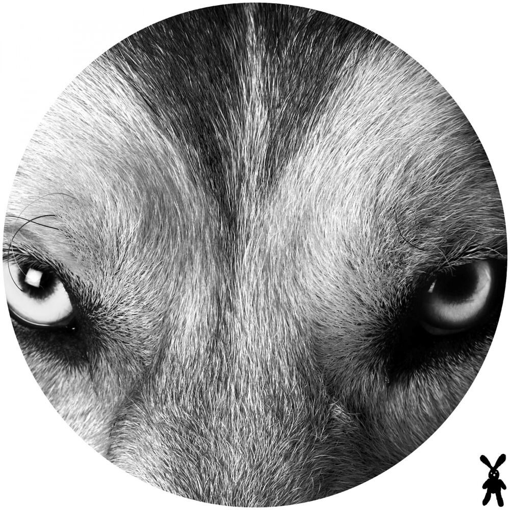 Picture of Wolf