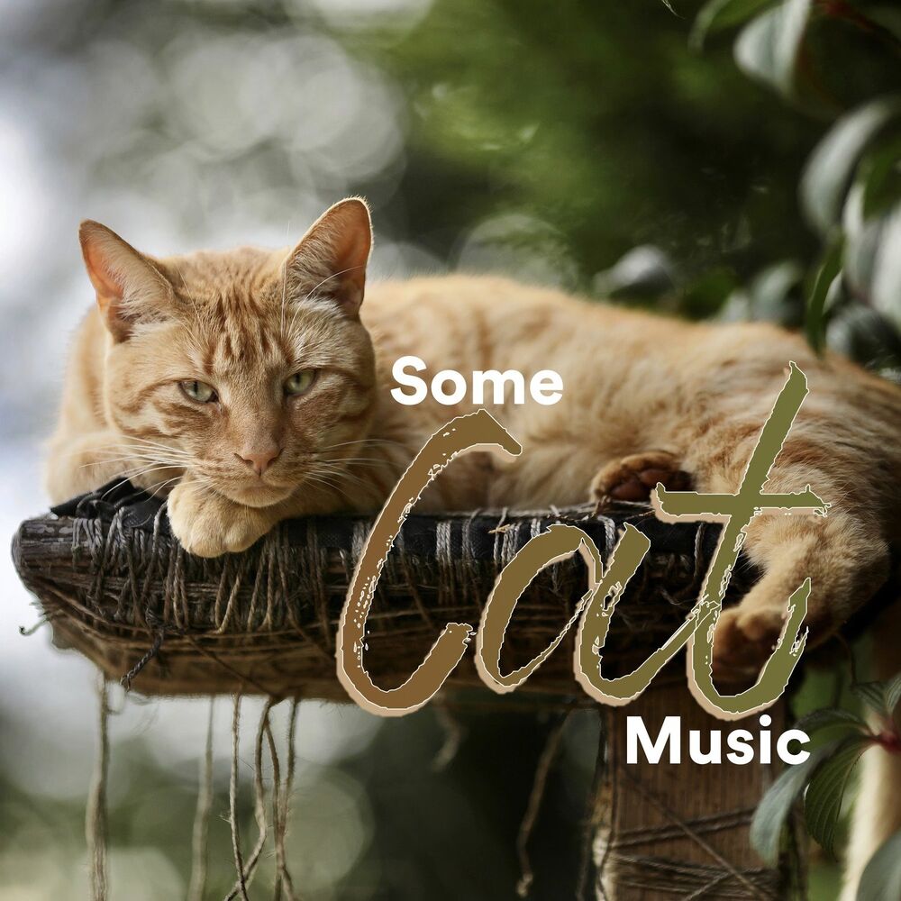 Picture of Some Cat Music