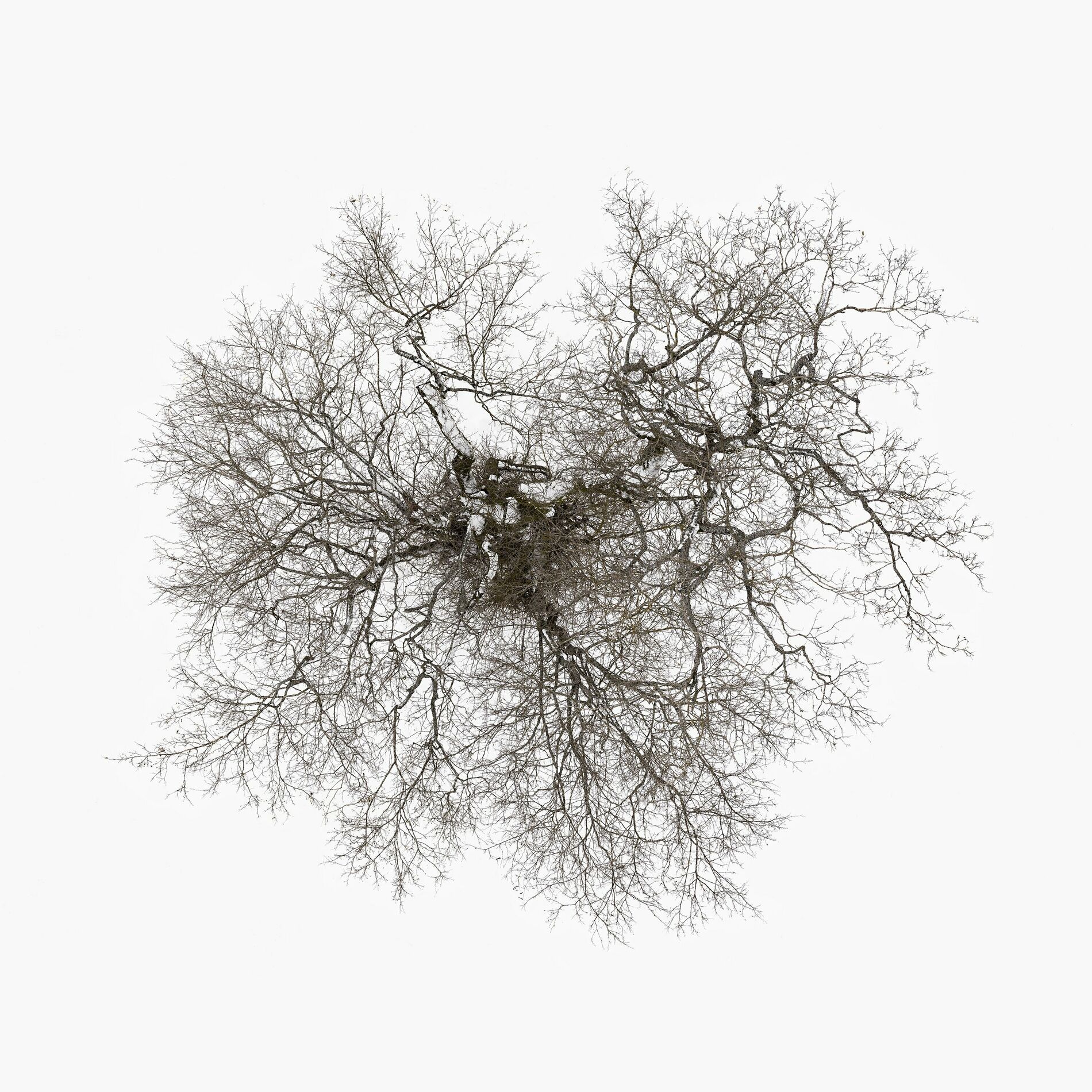Album cover of Tree