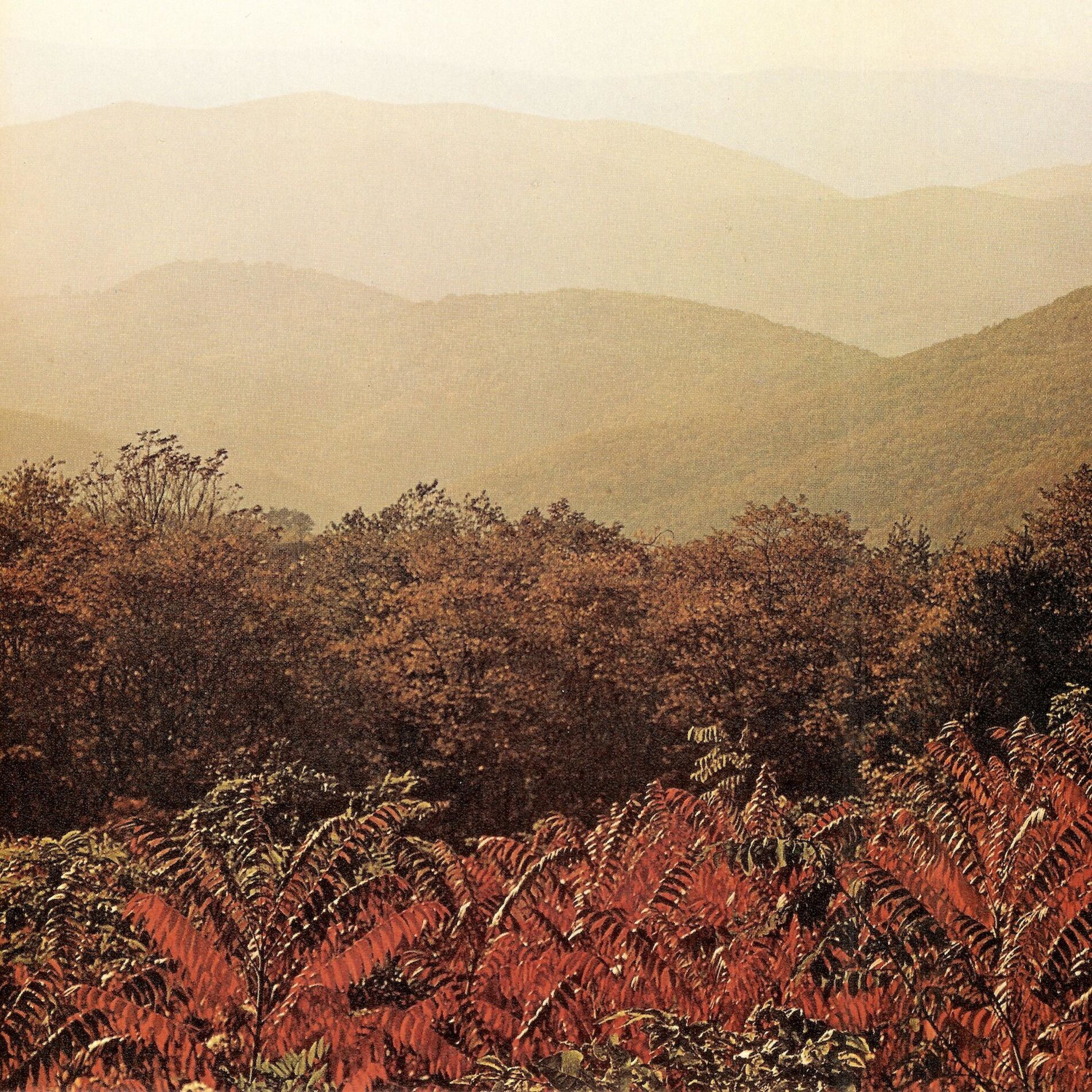 Album cover of Plato Trees (15th Anniversary Edition )