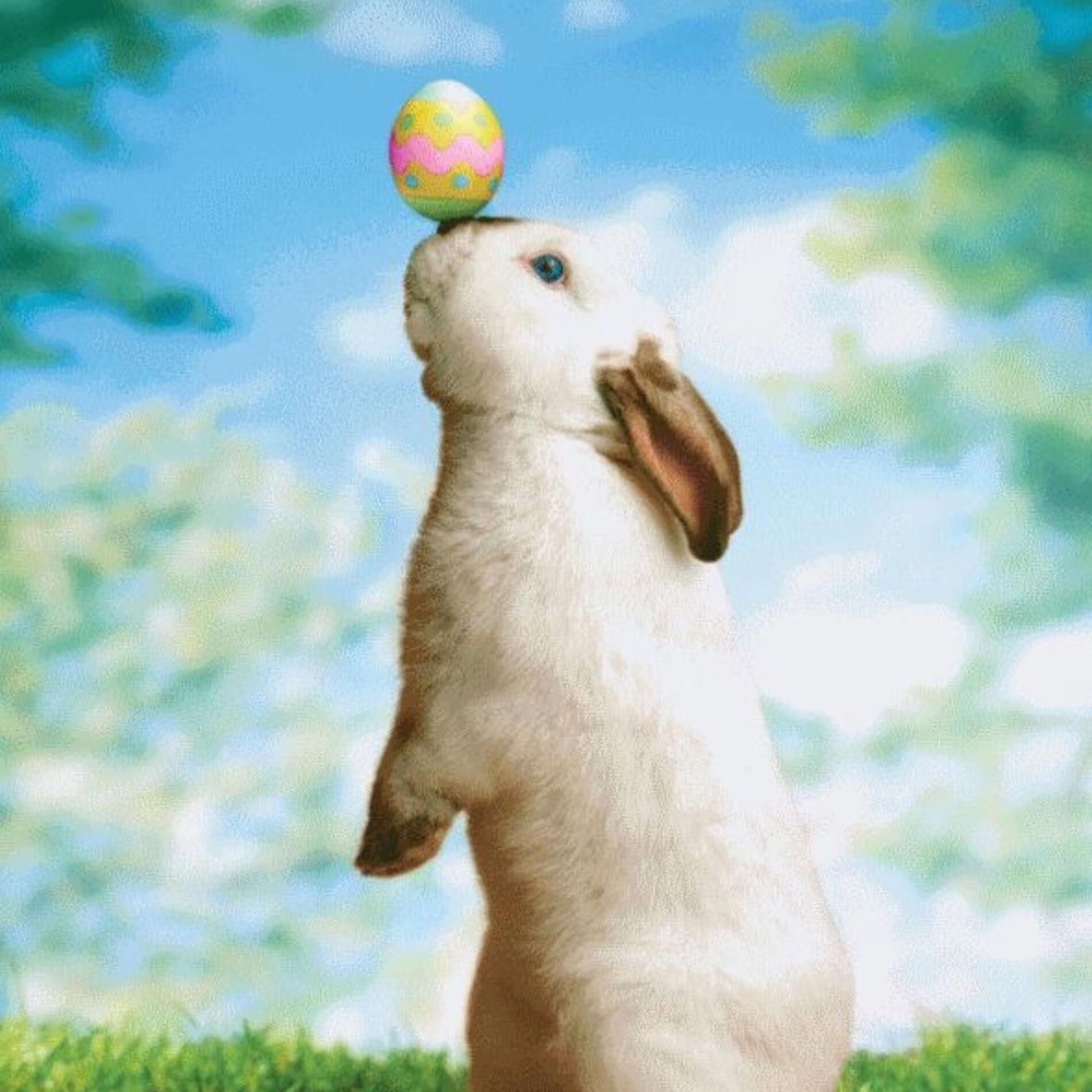 Album cover of Bunny