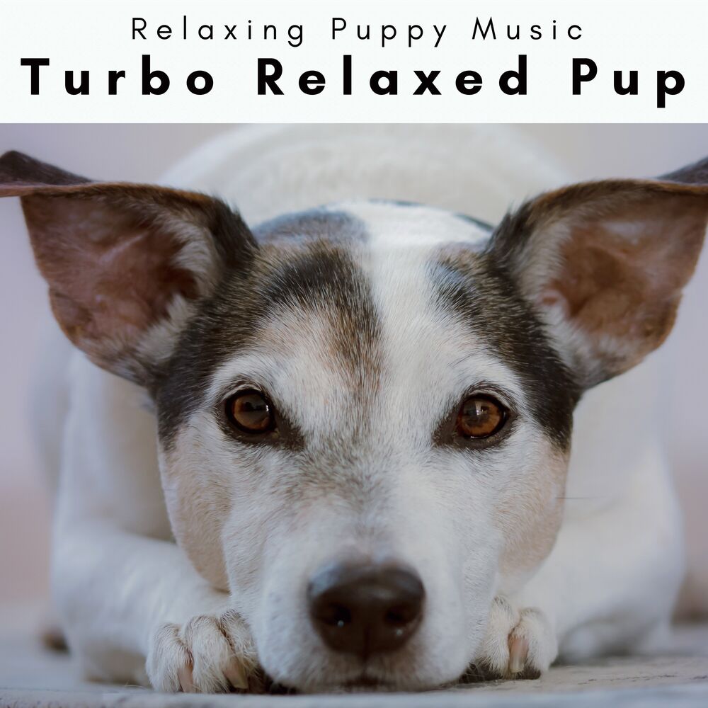 Picture of 4 Paws: Turbo Relaxed Pup