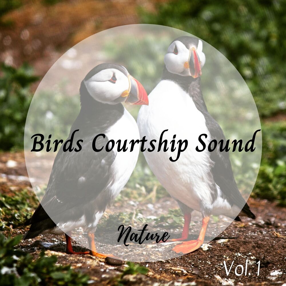 Picture of Nature: Birds Courtship Sound Vol. 1