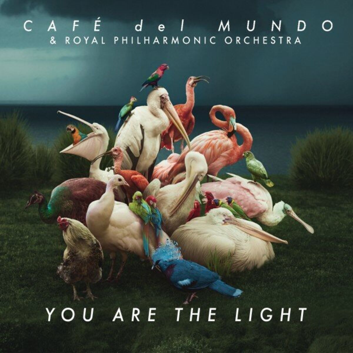 Album cover of You Are the Light
