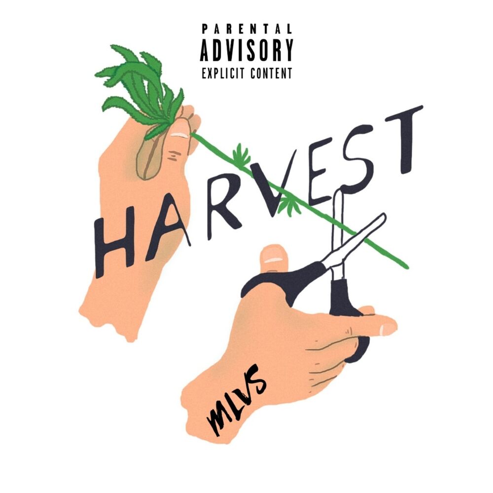 Picture of HARVEST
