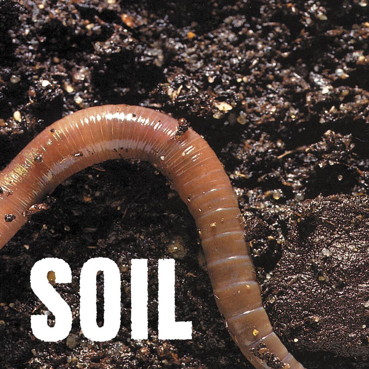 Album cover of SOiL - EP