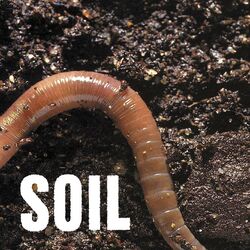 Cover of SOiL - EP