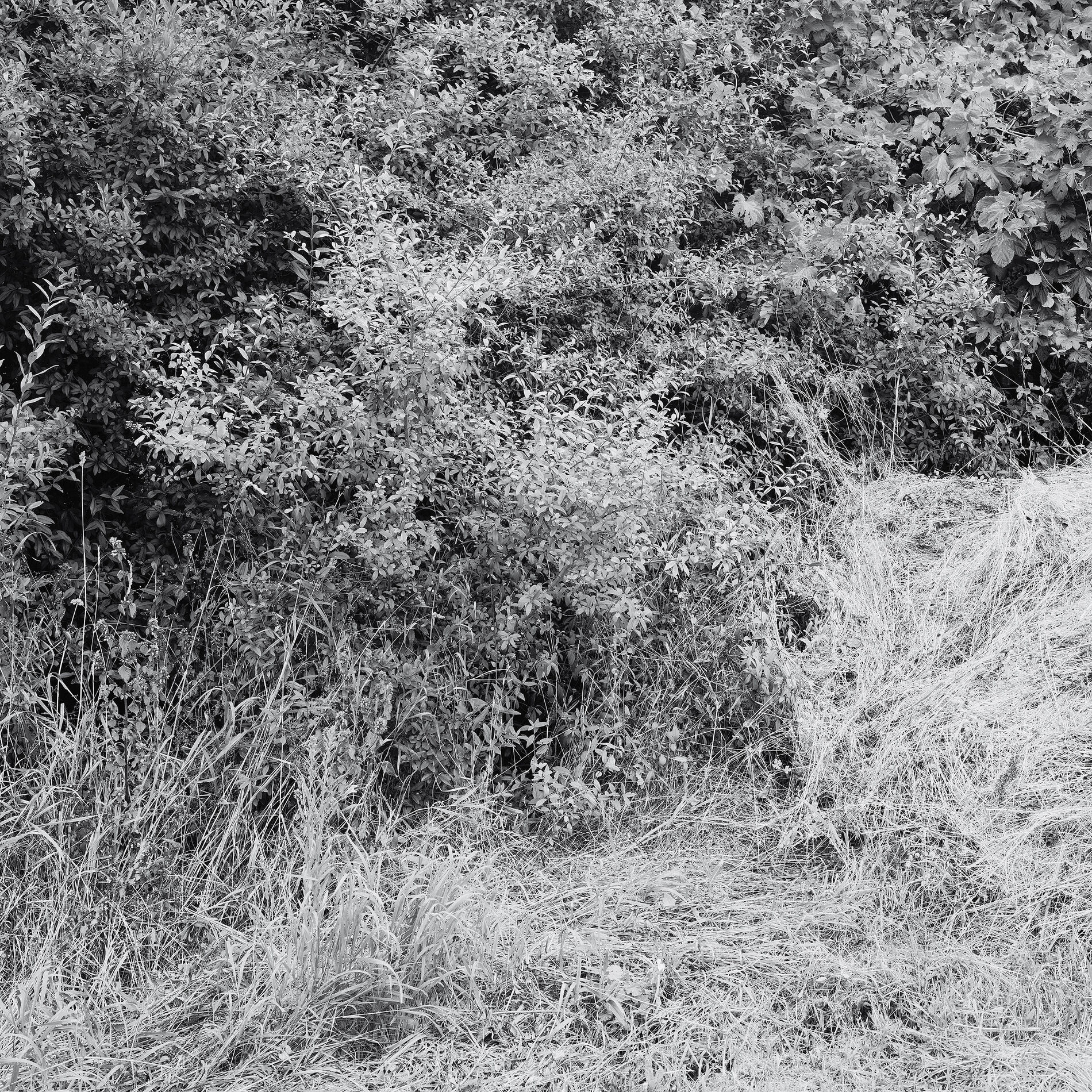 Album cover of Giants