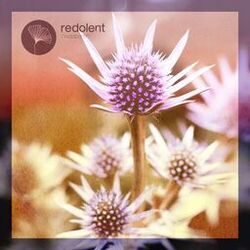 Cover of Amber