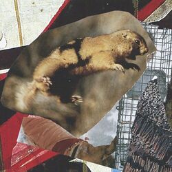 Cover of Jasper / Standing Knees