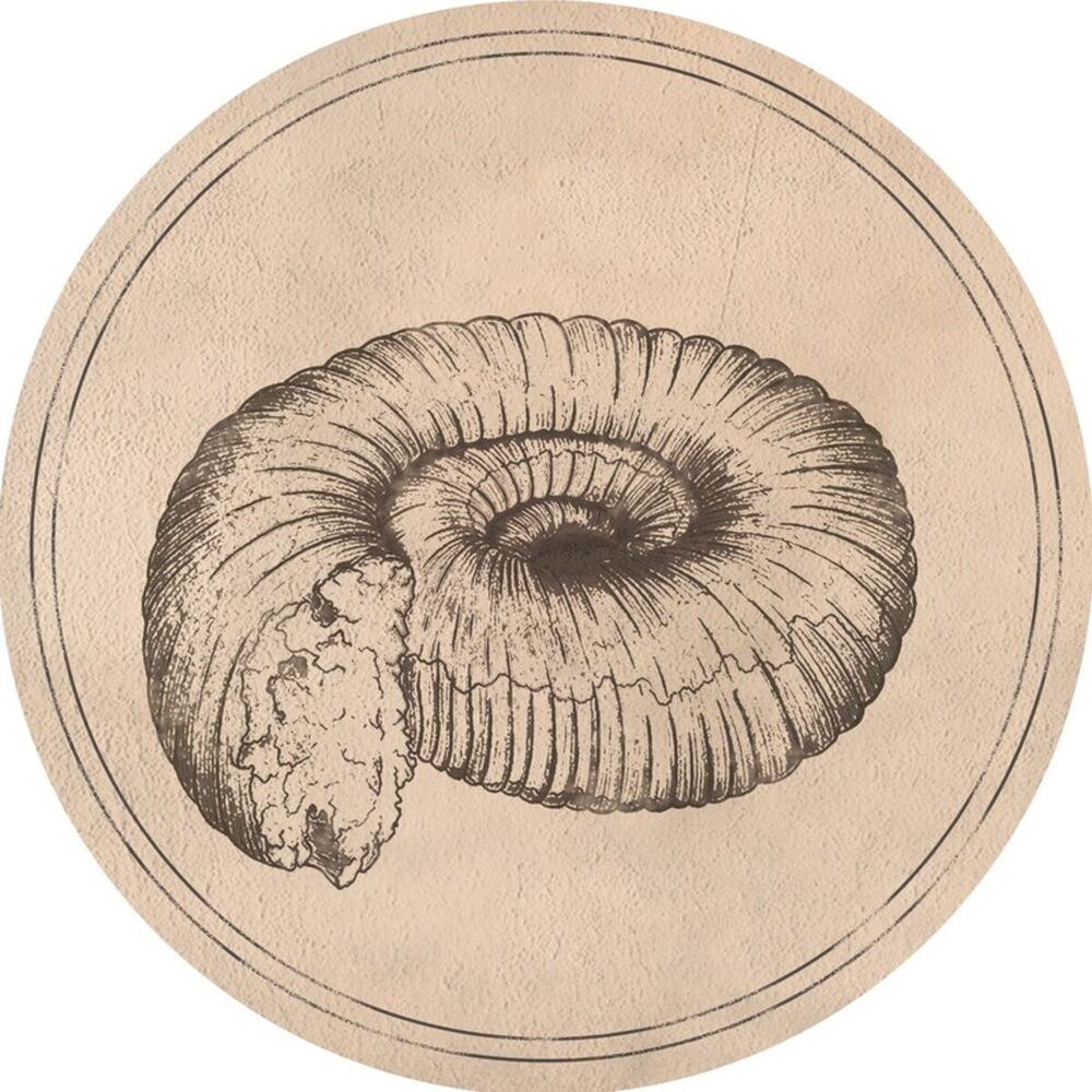 Picture of Prolecanites Gurleyi