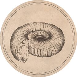 Cover of Prolecanites Gurleyi