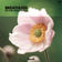 Breathless by Amber Revival album cover