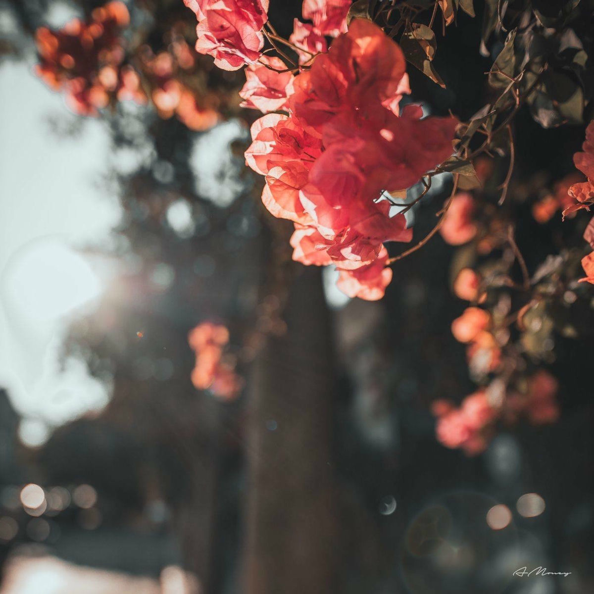 Album cover of For The Lover That I Lost