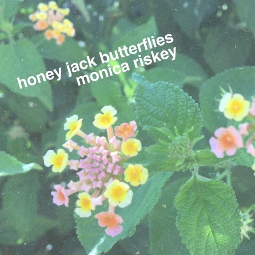 Picture of Honey Jack Butterflies